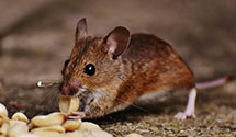 24 Hour & Emergency Exterminators in Washington Street, NJ